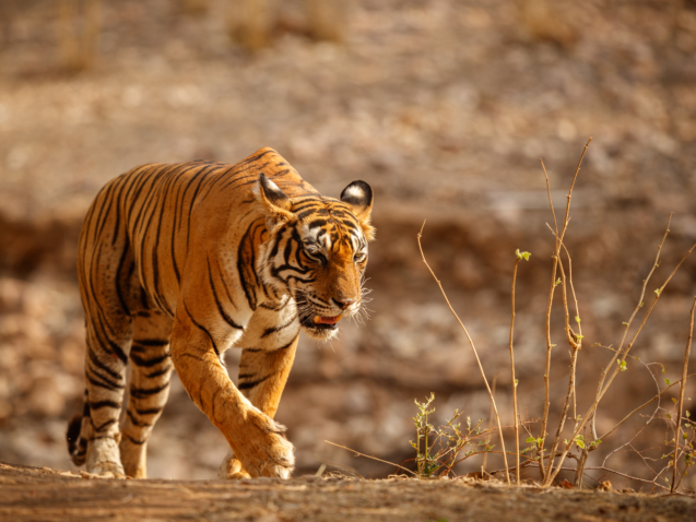 tiger-nature-habitat-tiger-male-walking-head-composition-wildlife-scene-with-danger-animal-hot-summer-rajasthan-india-dry-trees-with-beautiful-indian-tiger-panthera-tigris.jpg